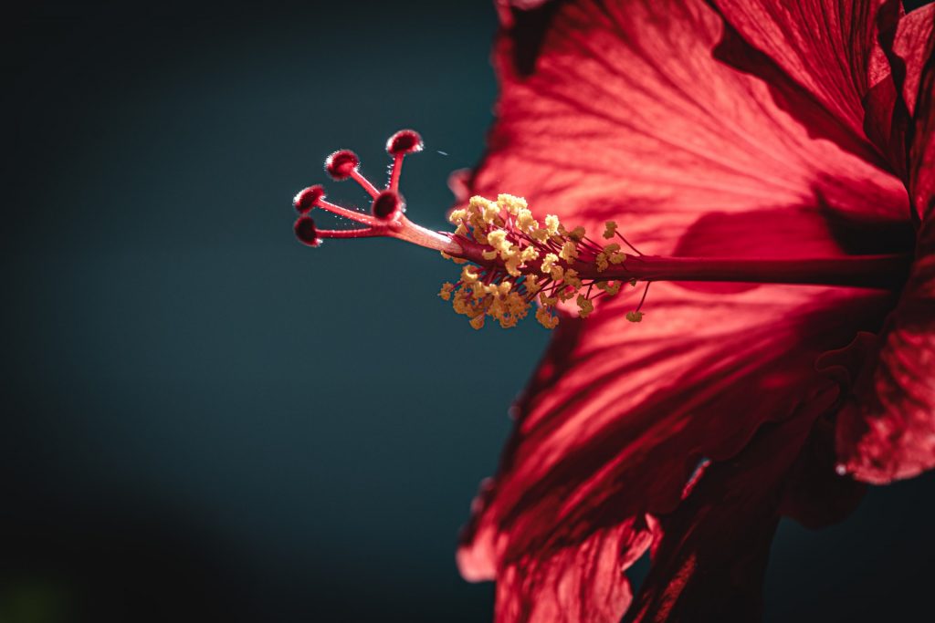 Hibiscus